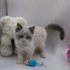 Bella - Ragdoll Female 2.5 Months Old