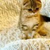 Amina - Scottish Fold Female Gold Marble