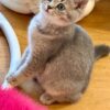 Mila - British Shorthair Female Gold Blue with Blue Eyes