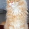 Jason - Maine coon Red Marble 4 Months Old