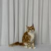 James – Maine Coon Red Marble 4 Months Old