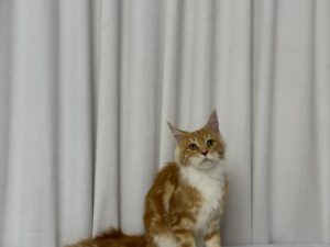 James – Maine Coon Red Marble 4 Months Old