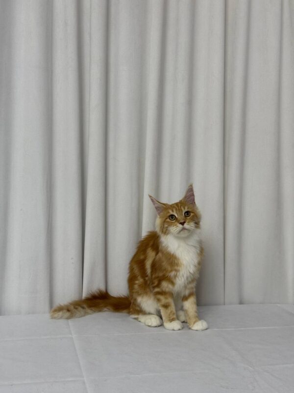 James – Maine Coon Red Marble 4 Months Old