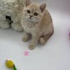 Kira - British Shorthair Female Lilac Gold 3 Months Old