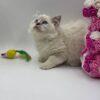 Chanel - Female Ragdoll 3 Months Old