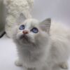 Kerry - Ragdoll Male 2.5 Months Old