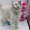 Bella - Ragdoll Female 2.5 Months Old