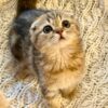 Amina - Scottish Fold Female Gold Marble