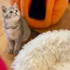 Mila - British Shorthair Female Gold Blue with Blue Eyes