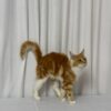 James – Maine Coon Red Marble 4 Months Old