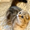 Amina - Scottish Fold Female Gold Marble