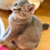 Mila - British Shorthair Female Gold Blue with Blue Eyes