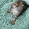 Fendi - Gold Longhair Scottish Fold Male 2.5 Months Old