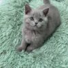 Gucci - Blue British Shorthair Male 2.5 Months Old