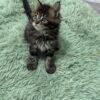 Armani - Dark Tabby Maine Coon Male 2.5 Months Old