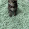 Becca - Dark Tabby Maine Coon Female 2.5 Months Old