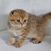 Dolce - Scottish Fold Gold Marble Female 2 Months Old