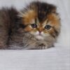 Alice - Scottish Fold Dark Gold Female 2 Months Old