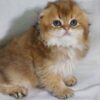 Amina - Scottish Fold Gold Female 2 Months Old