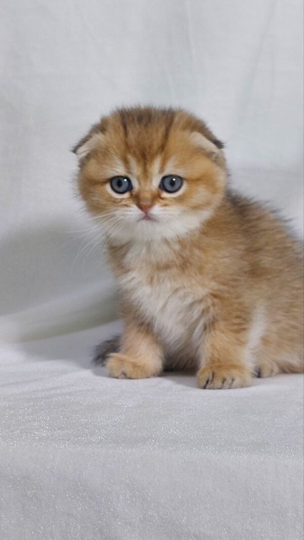 Bruno - Scottish Fold Gold Male 2 Months Old