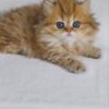 Carolina - British Longhair Fold Female 2 Months Old