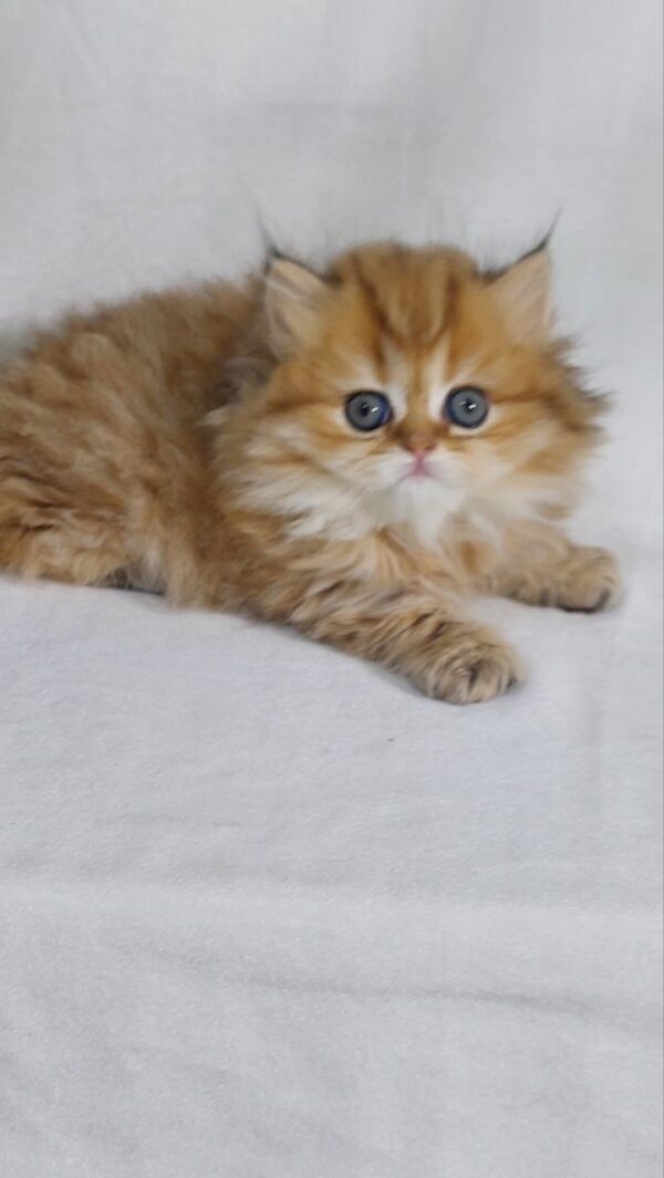 Carolina - British Longhair Fold Female 2 Months Old