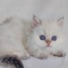 Celine - British Longhair White Female with Blue Eyes 2 Months Old