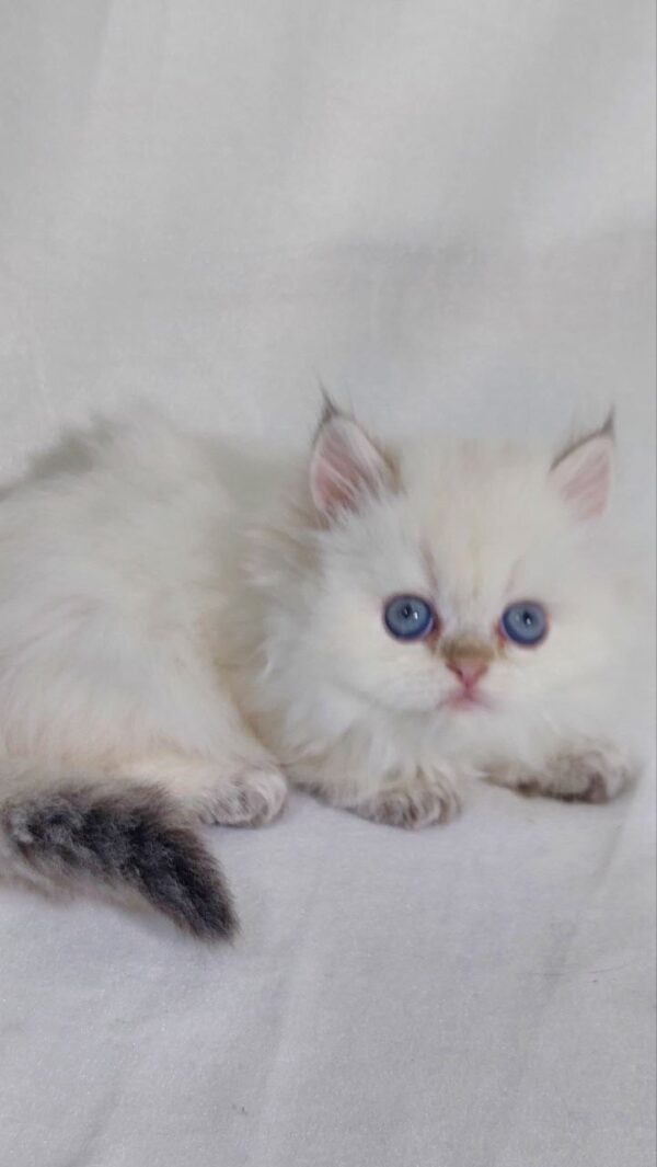 Celine - British Longhair White Female with Blue Eyes 2 Months Old