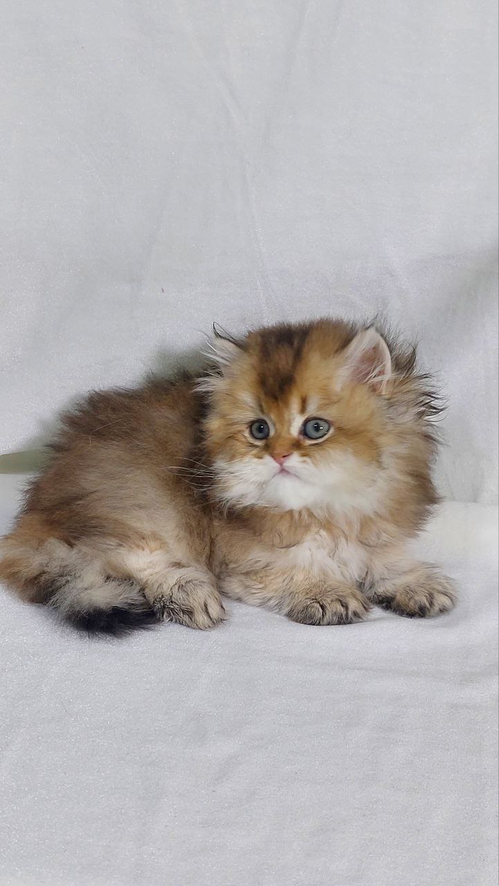 Erika - British Longhair Gold Female 2 Months Old