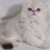 Ferrari - Scottish Fold White Point Male 2 Months Old