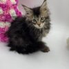 Glaze - Tabby Maine Coon Female 2.5 Months Old