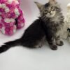 Guess - Tabby Maine Coon Male 2.5 Months Old