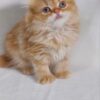 Kasper - Gold Scottish Fold Male 2 Months Old