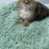 Fendi - Gold Longhair Scottish Fold Male 2.5 Months Old