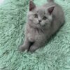 Gucci - Blue British Shorthair Male 2.5 Months Old