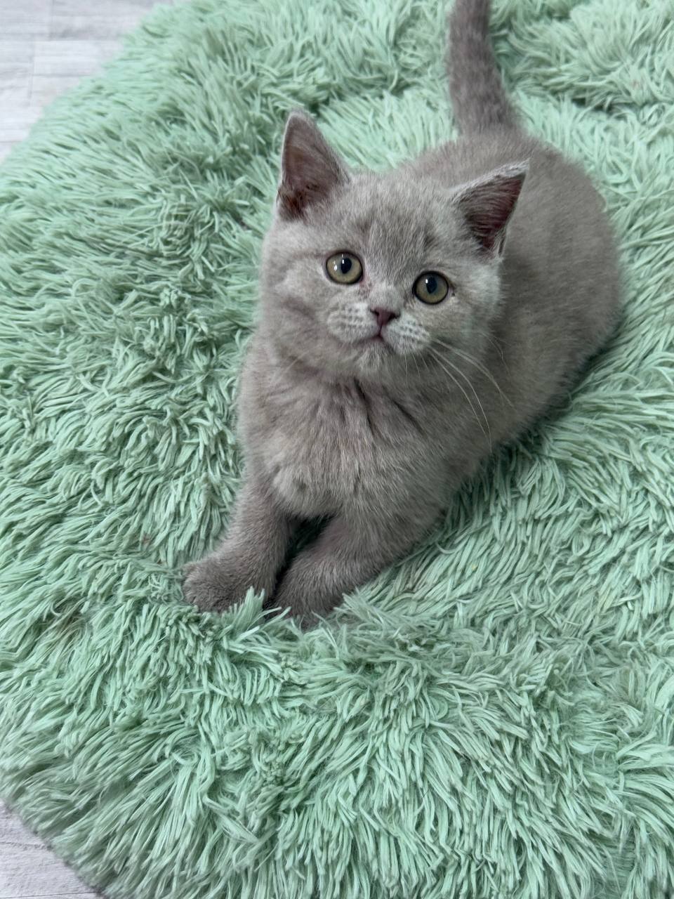 Gucci - Blue British Shorthair Male 2.5 Months Old