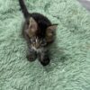 Armani - Dark Tabby Maine Coon Male 2.5 Months Old