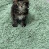 Becca - Dark Tabby Maine Coon Female 2.5 Months Old