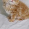 Kasper - Gold Scottish Fold Male 2 Months Old