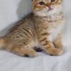 Dolce - Scottish Fold Gold Marble Female 2 Months Old