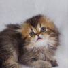 Alice - Scottish Fold Dark Gold Female 2 Months Old