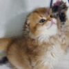 Amina - Scottish Fold Gold Female 2 Months Old