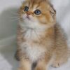 Bruno - Scottish Fold Gold Male 2 Months Old