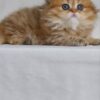 Carolina - British Longhair Fold Female 2 Months Old