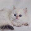 Celine - British Longhair White Female with Blue Eyes 2 Months Old