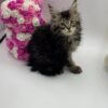 Glaze - Tabby Maine Coon Female 2.5 Months Old