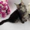 Guess - Tabby Maine Coon Male 2.5 Months Old