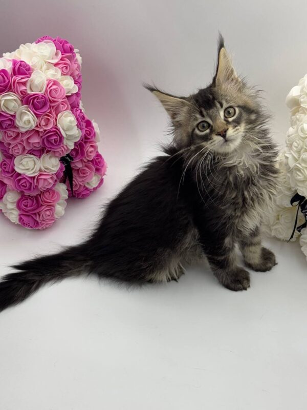 Guess - Tabby Maine Coon Male 2.5 Months Old