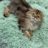 Fendi - Gold Longhair Scottish Fold Male 2.5 Months Old