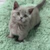 Gucci - Blue British Shorthair Male 2.5 Months Old